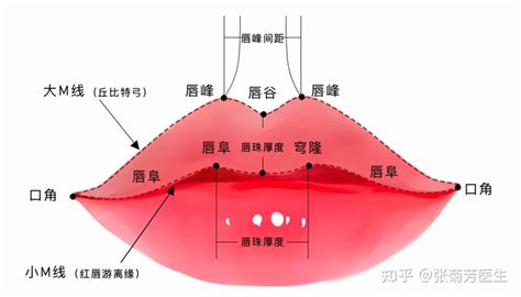 下唇有珠|最详细唇部美学解析